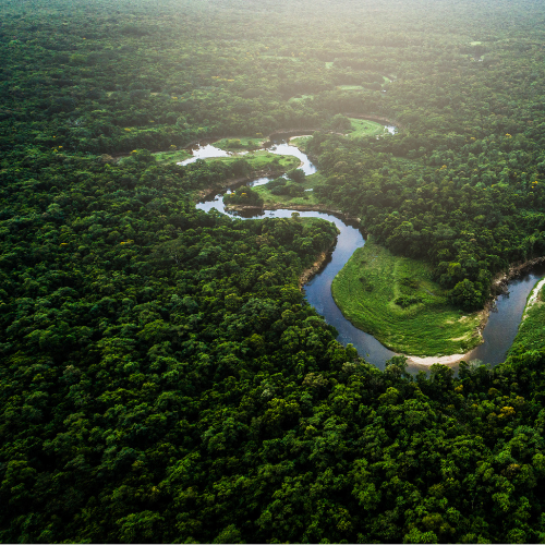 Como a degradação da Amazônia aumenta o risco de novas pandemias