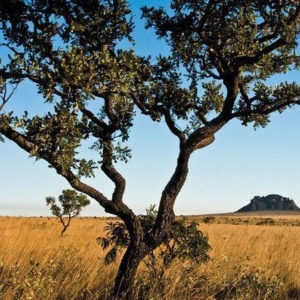 Cerrado perdeu 28% de sua cobertura original em 40 anos, diz estudo
