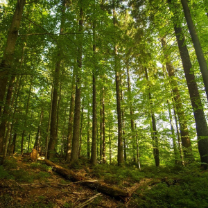 Precisamos triplicar investimentos em florestas até 2030 para colher múltiplos benefícios, diz ONU