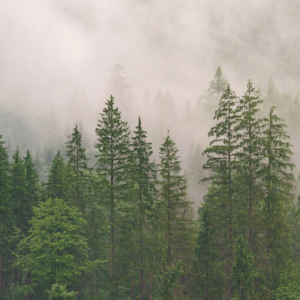 Justiça Climática