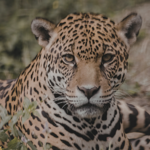 COP15: conheça as espécies migratórias do Brasil e as ações para sua conservação