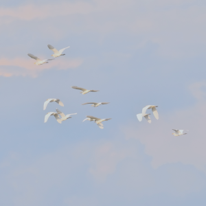 Observação de aves terá saídas guiadas durante a COP15 em Campo Grande