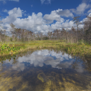 15ª Conferência das Partes da Convenção sobre a Conservação das Espécies Migratórias de Animais Silvestres (COP15 da CMS)